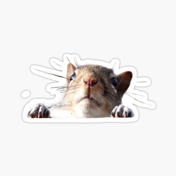Item preview, Squirrel Hanging | Peekaboo designed and sold by kpimarketing.