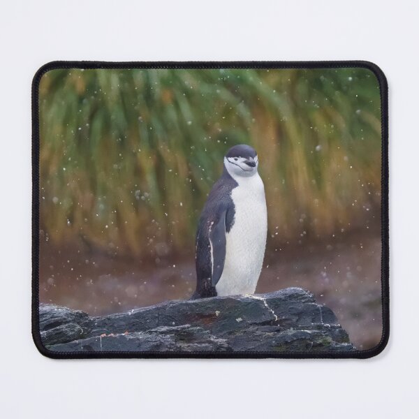 Item preview, CHINSTRAP PENGUIN IN THE FALLING SNOW designed and sold by adumont1.