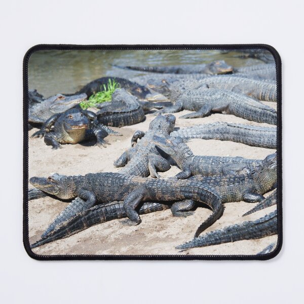 Item preview, Many Alligators In One Place designed and sold by Cynthia48.