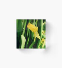 Daffodil Acrylic Block