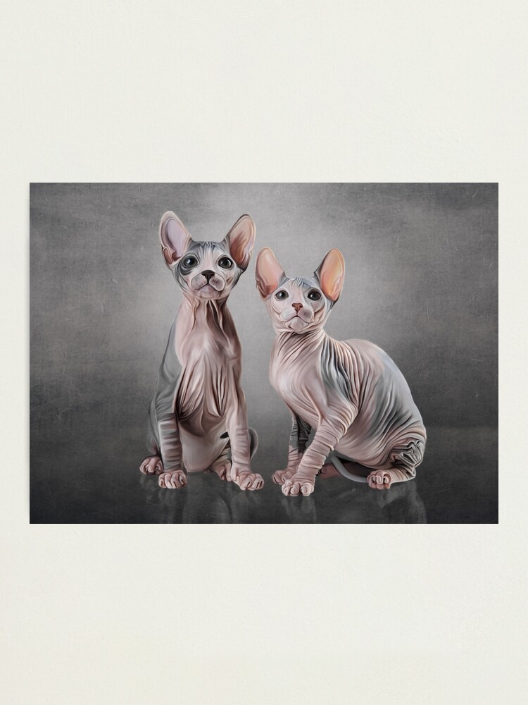 Impression Photo Dessin De Deux Chats Sphynx Glabres Par Bonidog Redbubble