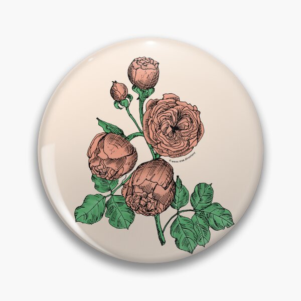 Item preview, Apricot Pompon Rose Bloom Very Full 40+ Petals In 3+ Rows designed and sold by Rachael Taylor.