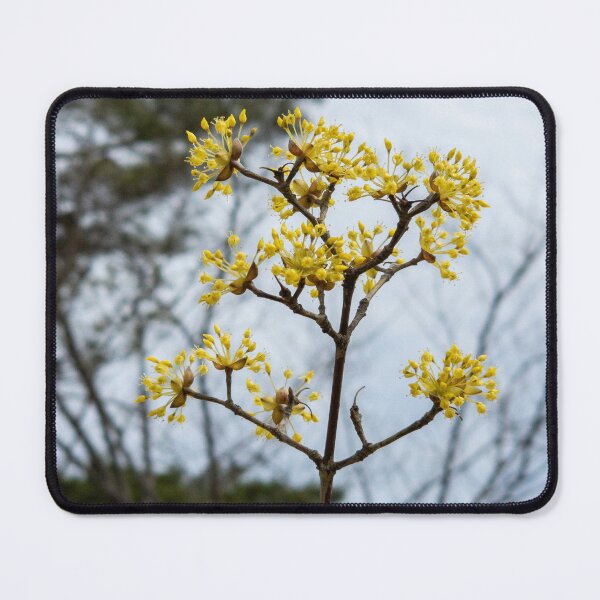 Item preview, Cornus officinalis 11 designed and sold by yunee.