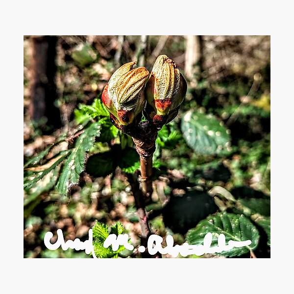 Item preview, Flower buds designed and sold by Cheryl Altschuler.