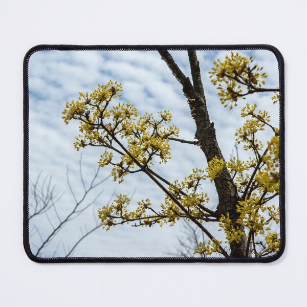 Item preview, Cornus officinalis flower 12 designed and sold by yunee.