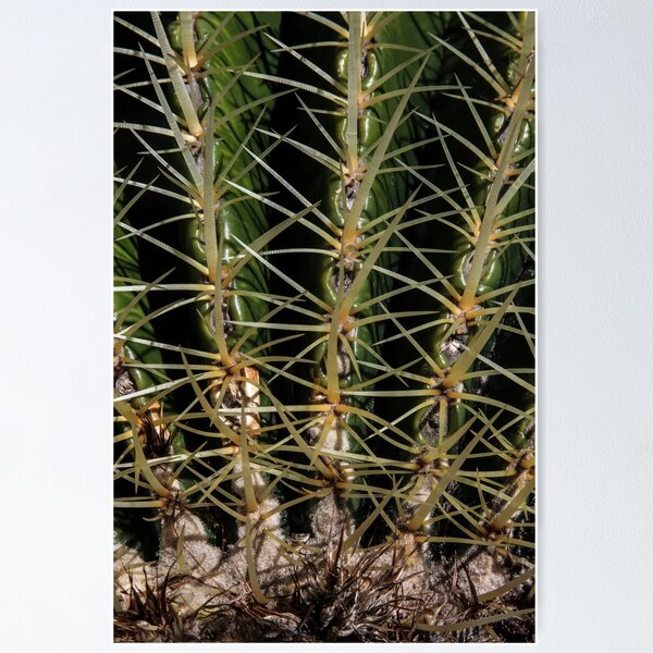 Item preview, Prickly Plant designed and sold by heatherfriedman.