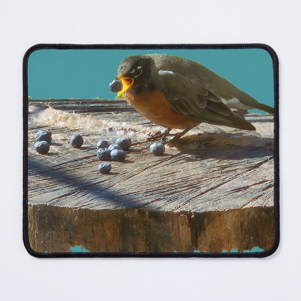 Item preview, Mom's Robin Eating Blueberries And Getting His Antioxidants (No Background) designed and sold by Hall-O-Gram.