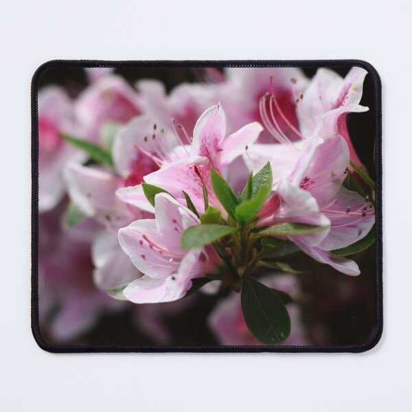 Item preview, Azaleas. designed and sold by Pixxowl.