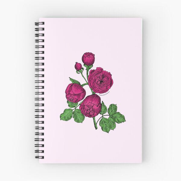 Item preview, Deep Pink Pompon Rose Bloom Very Full 40+ Petals In 3+ Rows designed and sold by Rachael Taylor.