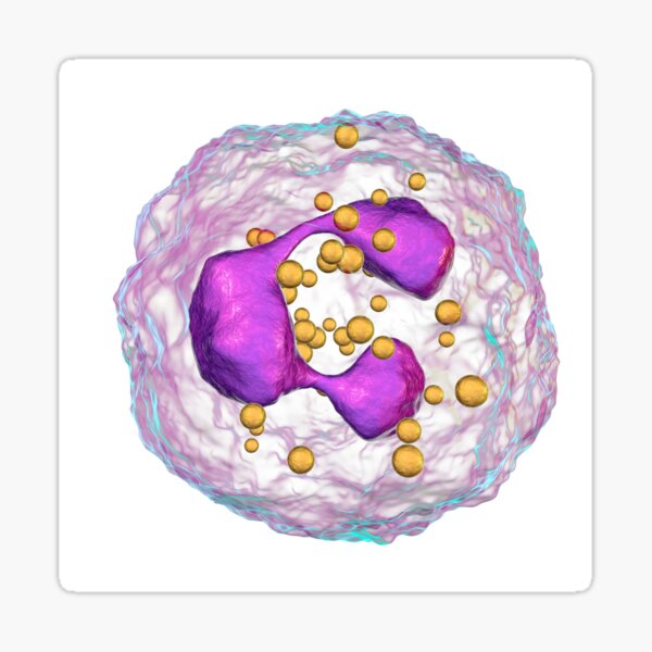 Item preview, Neutrophil white blood cells, illustration (F022/4405) designed and sold by SciencePhoto.