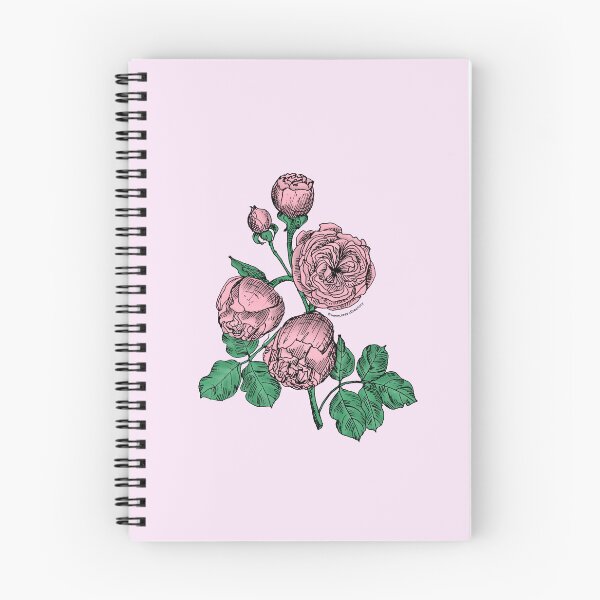 Item preview, Light Pink Pompon Rose Bloom Very Full 40+ Petals In 3+ Rows designed and sold by Rachael Taylor.