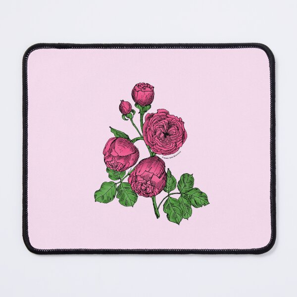 Item preview, Mid Pink Pompon Rose Bloom Very Full 40+ Petals In 3+ Rows designed and sold by Rachael Taylor.
