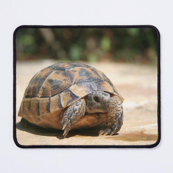 Item preview, Young Tortoise Emerging From Its Shell designed and sold by taiche.