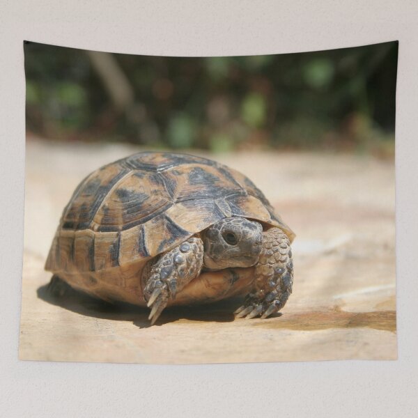 Item preview, Young Tortoise Emerging From Its Shell designed and sold by taiche.