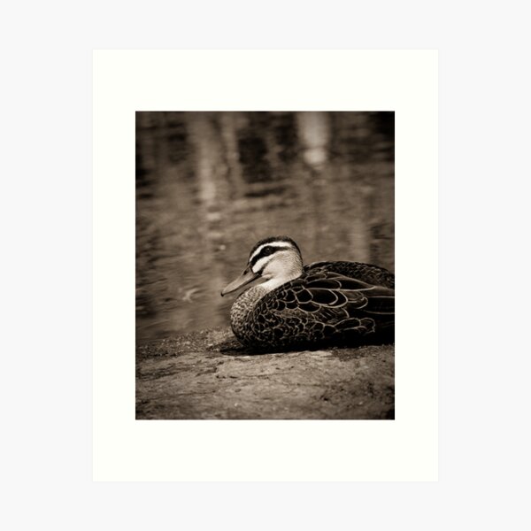 Pondering Art Print