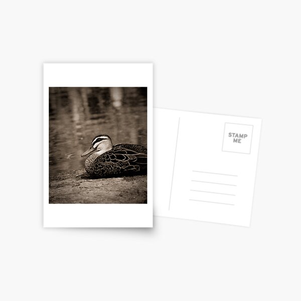 Pondering Postcard