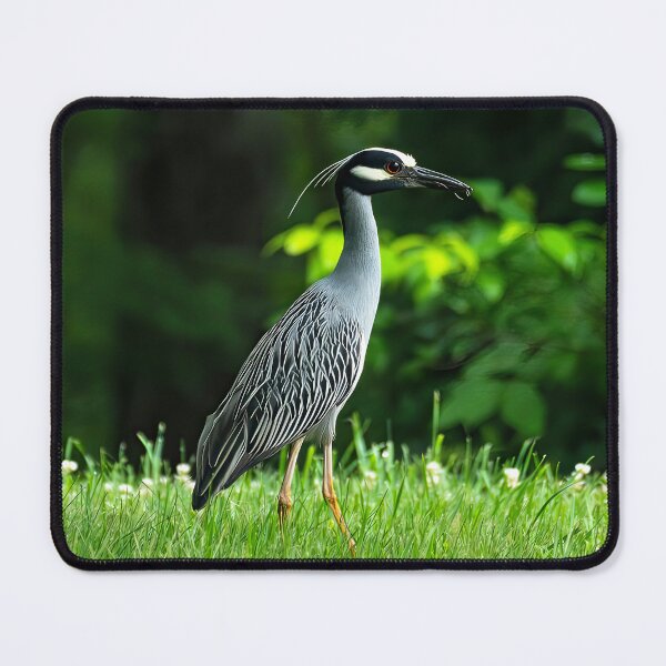 Item preview, The Graceful Presence of the Yellow-crowned Night Heron designed and sold by Moriarty's Digital Visions.