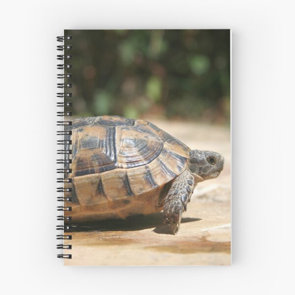 Item preview, Sideview of A Walking Turkish Tortoise Close Up designed and sold by taiche.