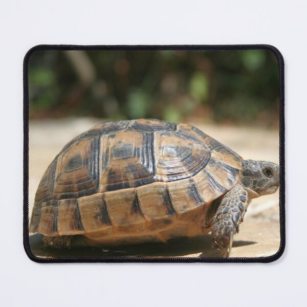 Item preview, Sideview of A Walking Turkish Tortoise Close Up designed and sold by taiche.