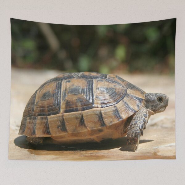 Item preview, Sideview of A Walking Turkish Tortoise Close Up designed and sold by taiche.