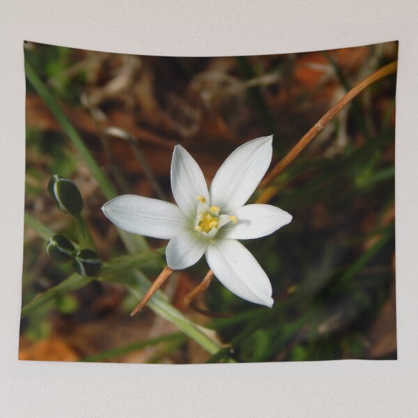 Item preview, Fresh Star of Bethlehem designed and sold by gistinker.