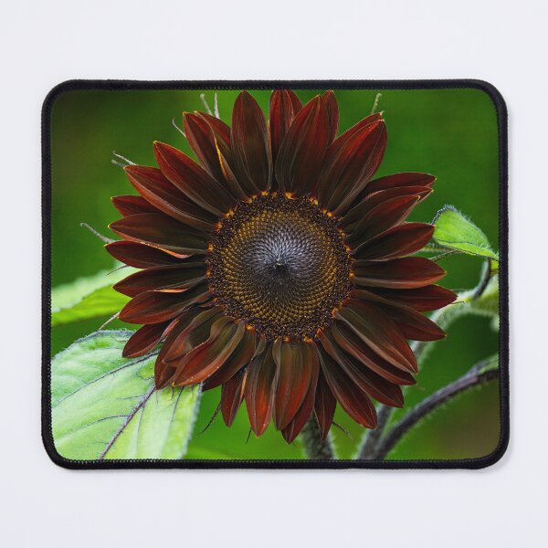 Item preview, Radiant Reverie: A Sunflower's Symphony designed and sold by Moriarty's Digital Visions.