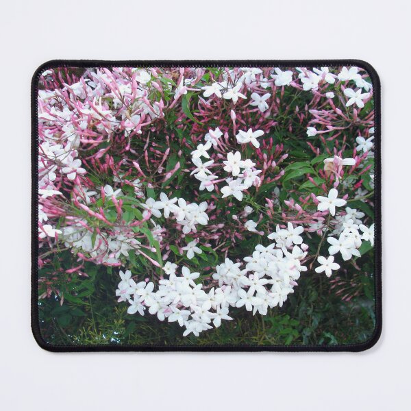 Aperçu de l'œuvre Belles fleurs de jasmin en pleine floraison créée et vendue par taiche.