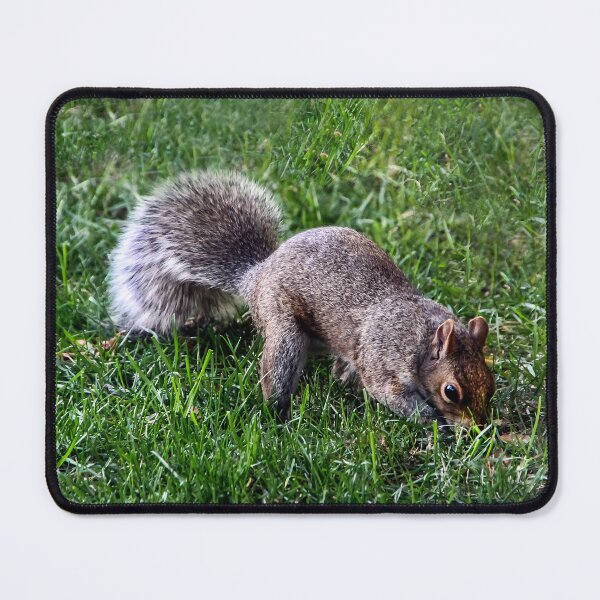 Item preview, Where's That Nut? designed and sold by heatherfriedman.