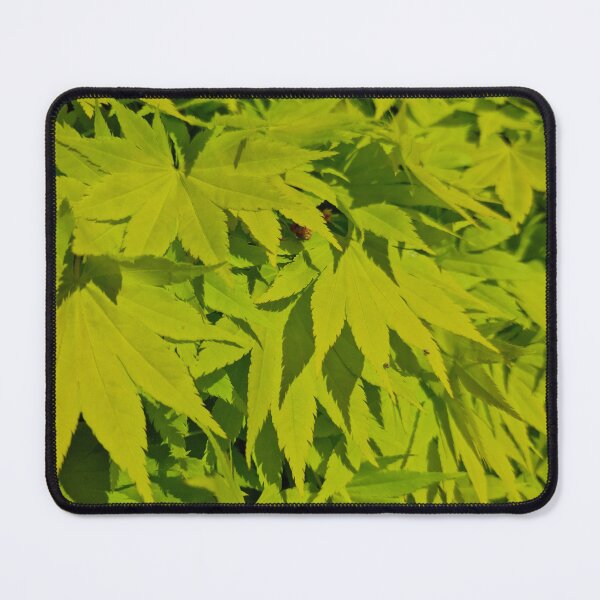 Item preview, Fresh Green Japanese Maple Leaves designed and sold by Gaboro.