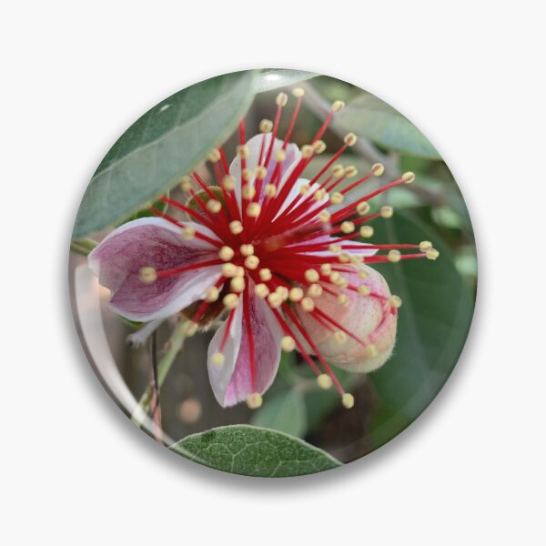 Item preview, Feijoa flower designed and sold by baksuart.