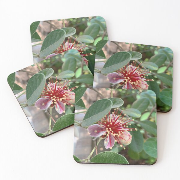 Item preview, Feijoa flower designed and sold by baksuart.