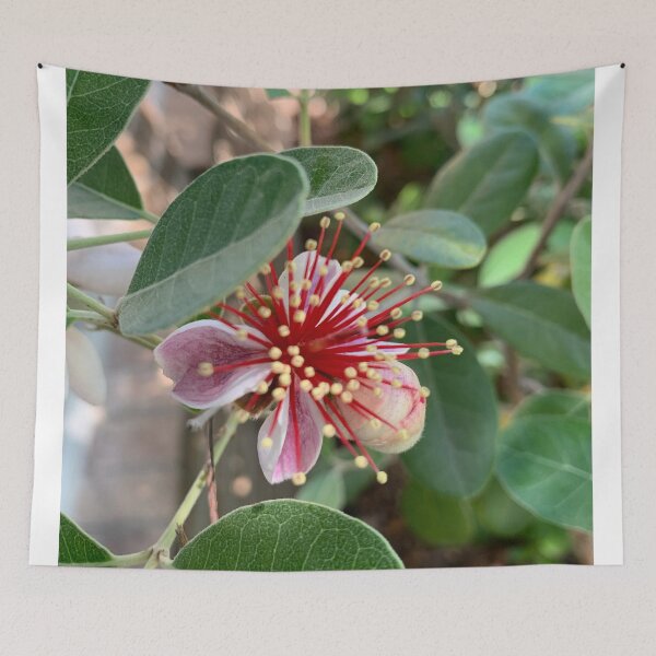 Item preview, Feijoa flower designed and sold by baksuart.