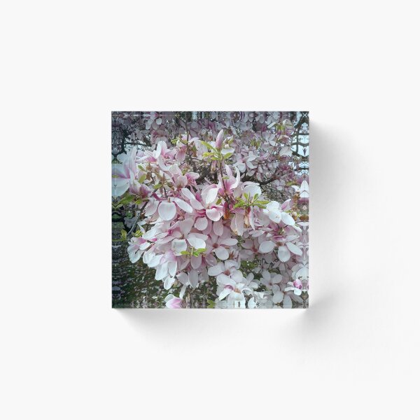 Item preview, Sweet Magnolias, Magnolia, Magnolias, Spring, Early Spring, Natural, Estetic designed and sold by colorgallery11.