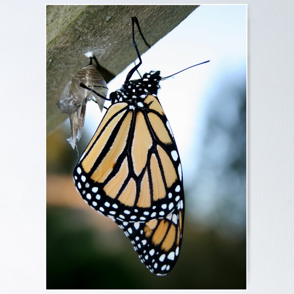 Item preview, A new life designed and sold by Tepara.