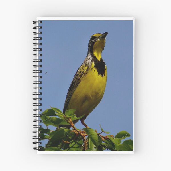 Item preview, Yellow throat designed and sold by exploramum.