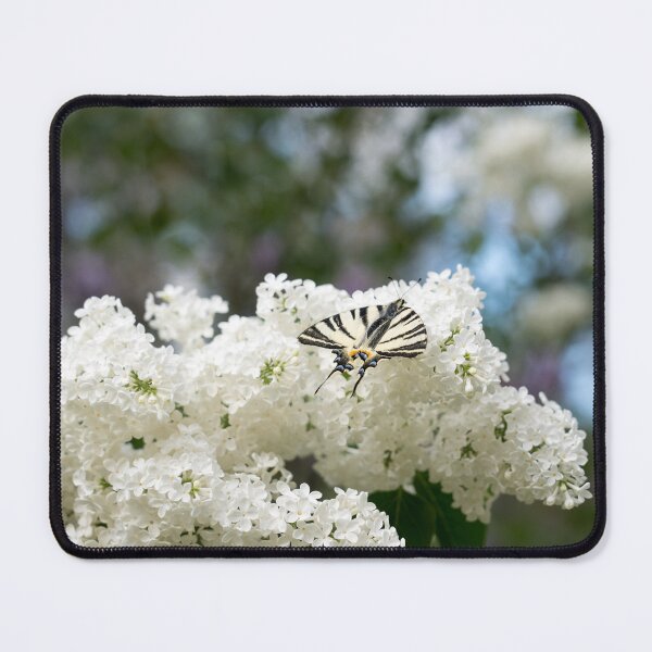 Item preview, Zebra Swallowtail Butterfly on Fragrant White Lilac designed and sold by Georgia Mizuleva.