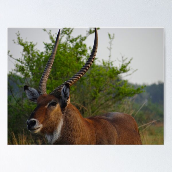 Item preview, Kenya wildlife in QENP the fella designed and sold by exploramum.