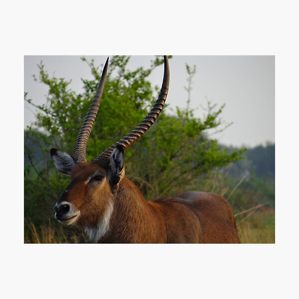 Item preview, Kenya wildlife in QENP the fella designed and sold by exploramum.