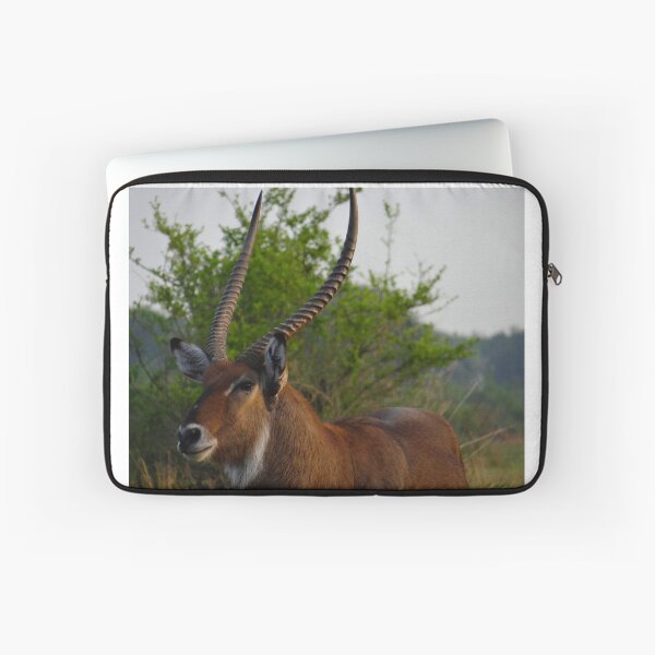 Item preview, Kenya wildlife in QENP the fella designed and sold by exploramum.