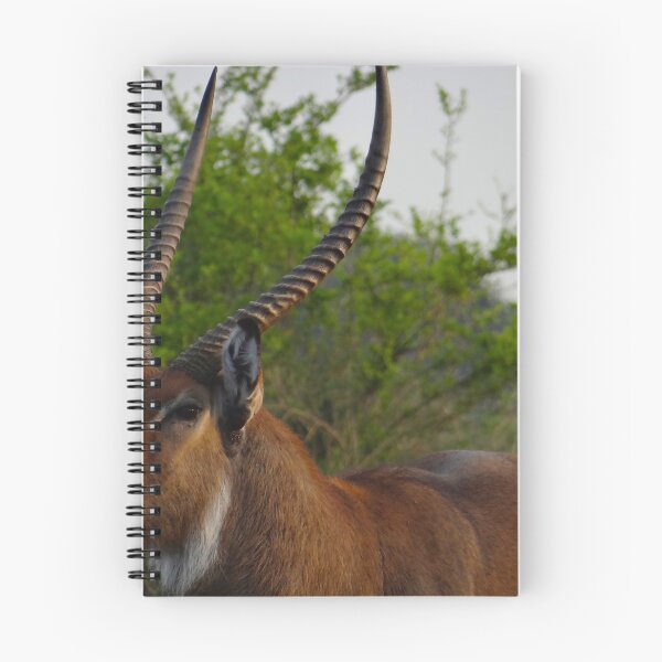 Item preview, Kenya wildlife in QENP the fella designed and sold by exploramum.