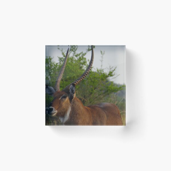 Item preview, Kenya wildlife in QENP the fella designed and sold by exploramum.