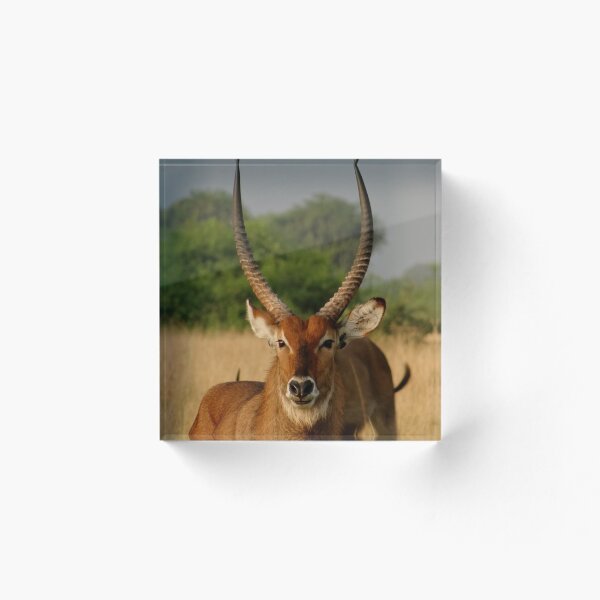 Item preview, Kenya wildlife before QENP - wet nose designed and sold by exploramum.
