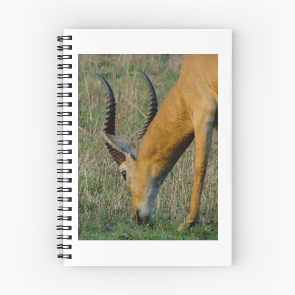 Item preview, Kenya wildlife before QENP - grazing designed and sold by exploramum.