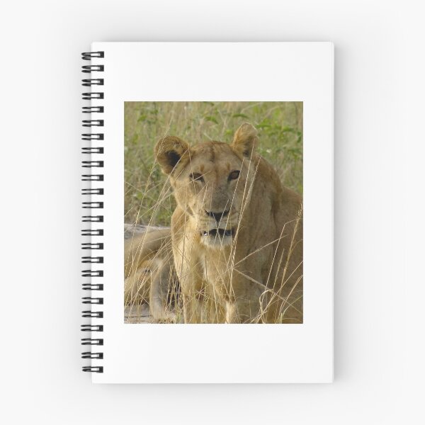 Item preview, Kenya wildlife before QENP -lying lioness designed and sold by exploramum.