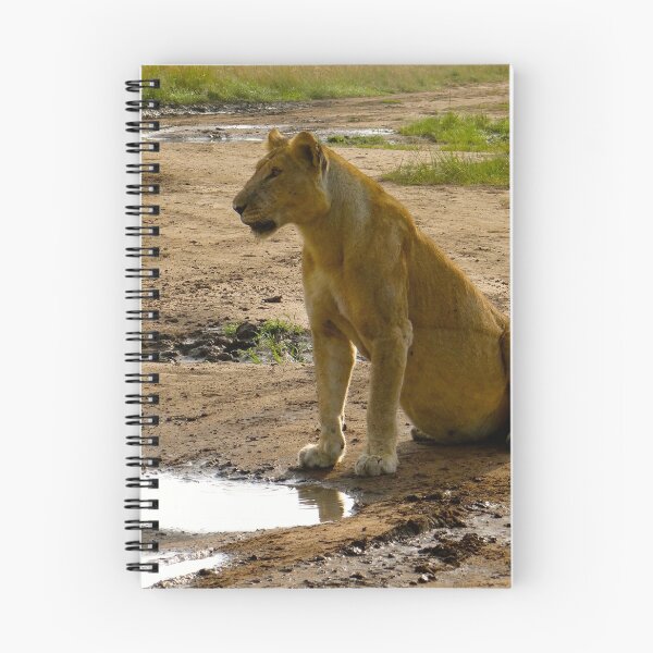 Item preview, pregnant lioness sitting designed and sold by exploramum.