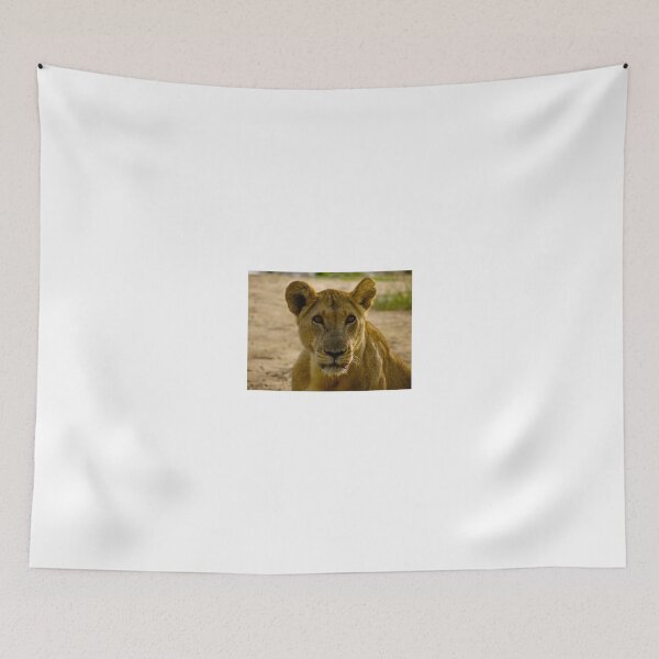 Item preview, pregnant lioness glaring designed and sold by exploramum.