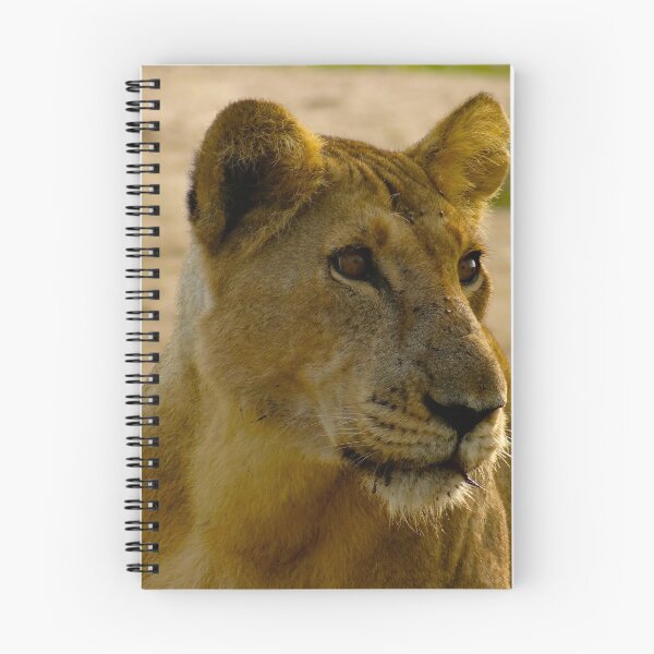 Item preview, pregnant lioness relaxed designed and sold by exploramum.