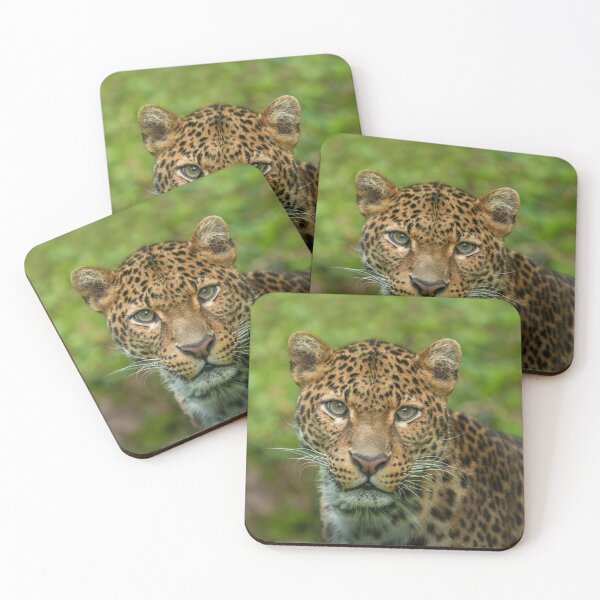 Item preview, Jaguar's Intensity designed and sold by rawshutterbug.