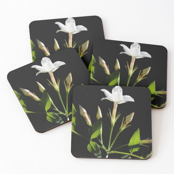 Item preview, Close Up Of Jasminum Officinale Isolated On Black designed and sold by taiche.
