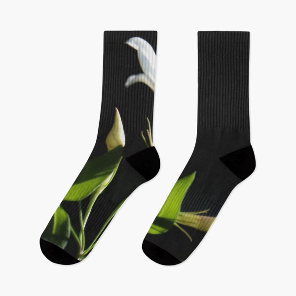 Item preview, Close Up Of Jasminum Officinale Isolated On Black designed and sold by taiche.